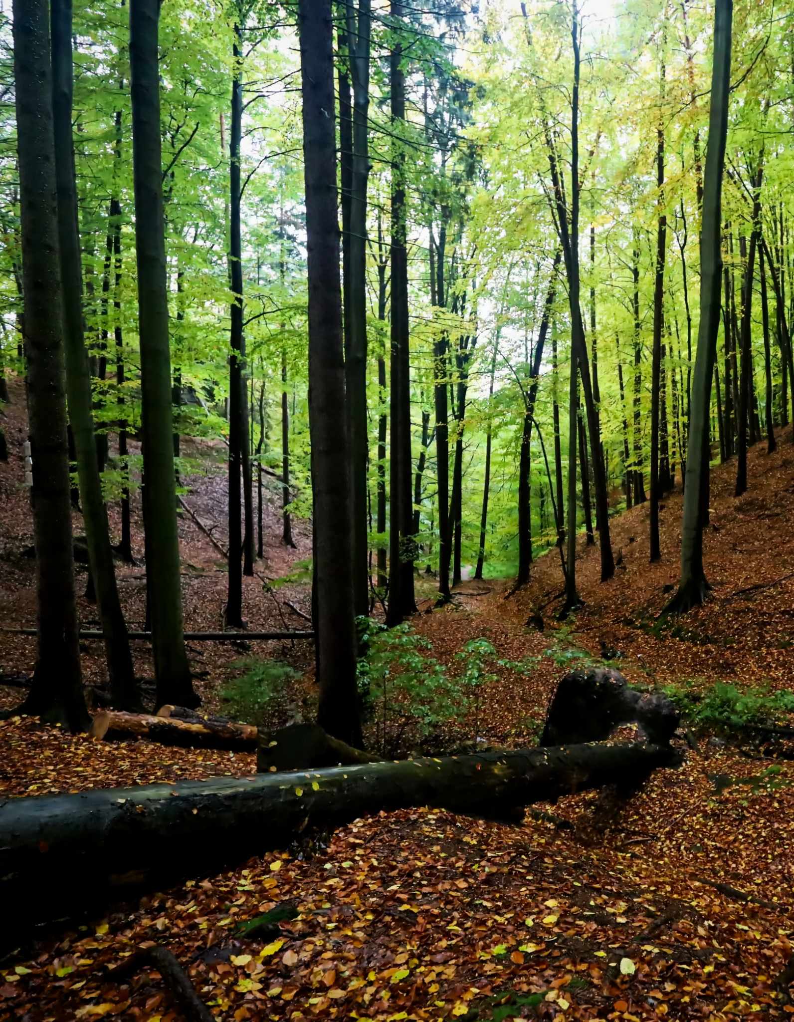 Na Císařské stezce
