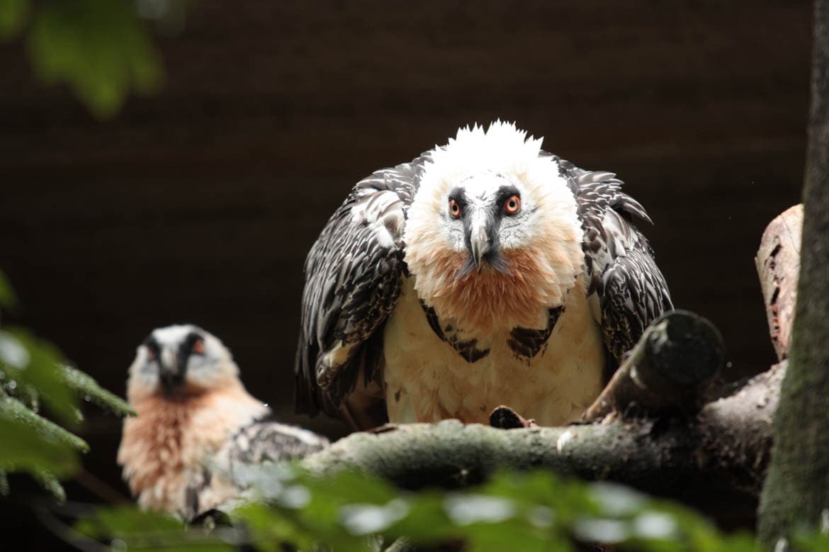 Zvířata v ohrožení