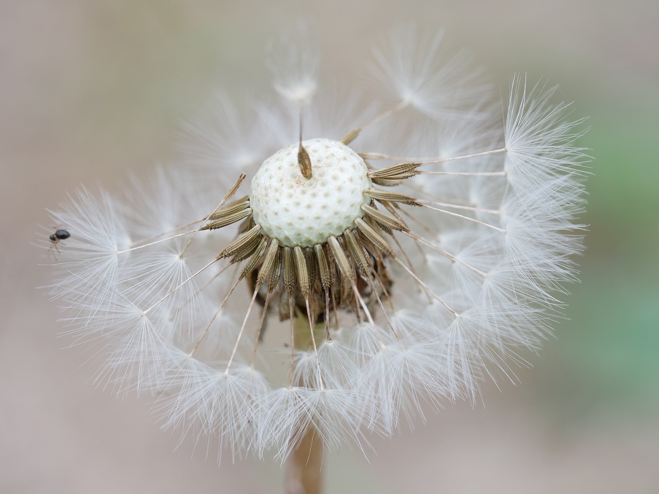 Příběh neobyčejného semínka
