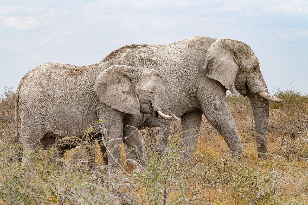Pochybné suvenýry aneb zločiny v divočině