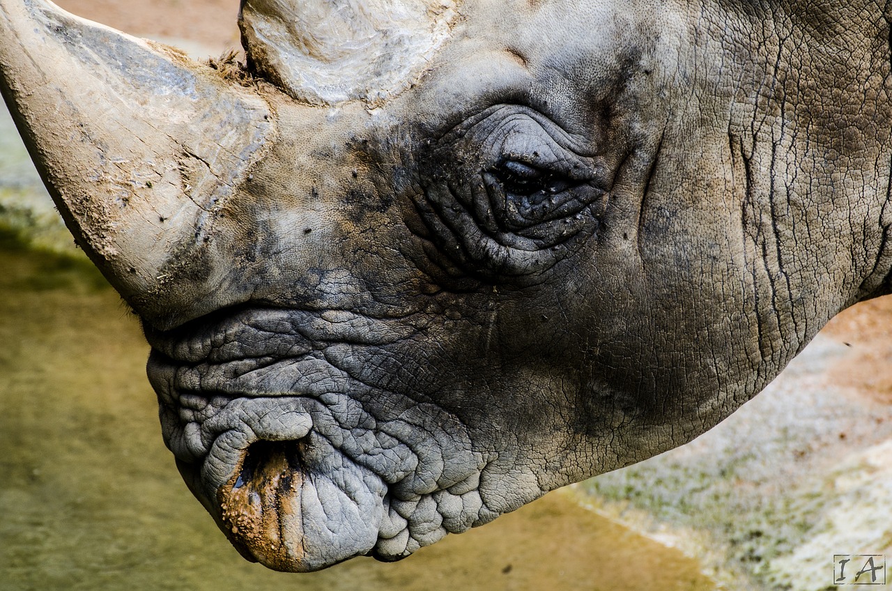 Pochybné suvenýry aneb zločiny v divočině